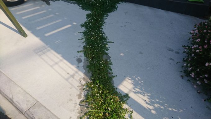 玄関アプローチの溝にヒメイワダレソウ植えた。増えた。